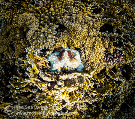 the eye of the octopus 